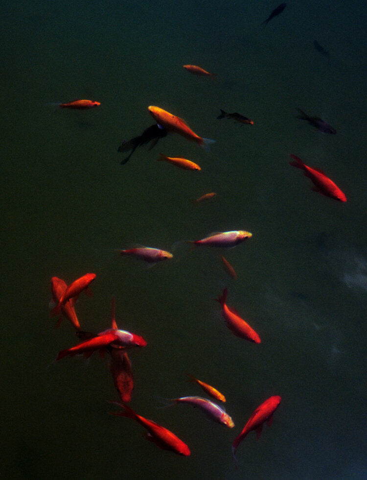 Fish Under Water