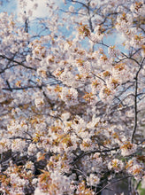 Load image into Gallery viewer, Blooming Japan, 2019